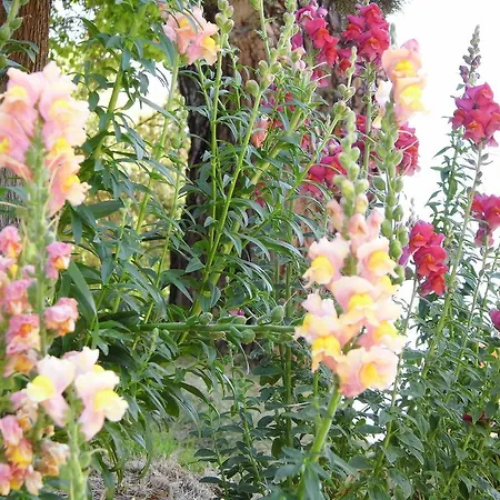 Podere Ugolini Apartament Ronta
